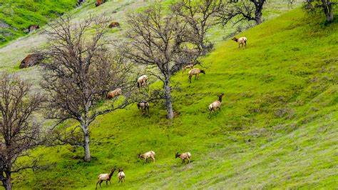 RMEF Protects California Tule Elk Habitat | Rocky Mountain Elk Foundation