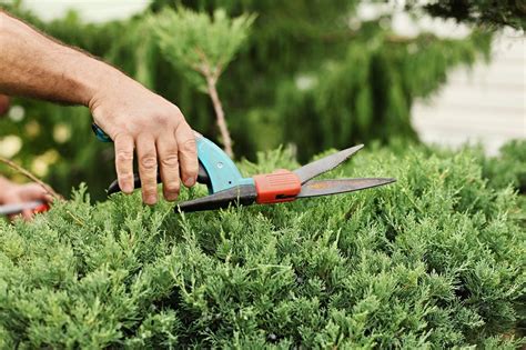 How To Prune An Overgrown Juniper: Pruning Unruly Junipers Back Into Shape