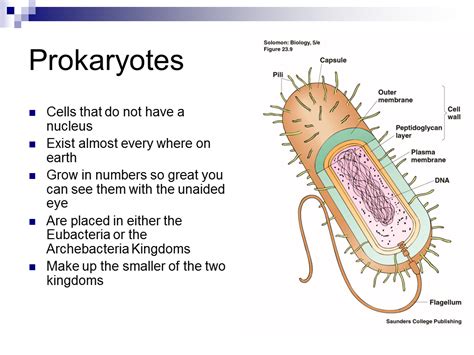 Viruses - Presentation Biology