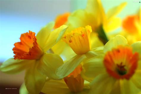 Flowers, narcissus, Yellow - Flowers wallpapers: 2560x1707