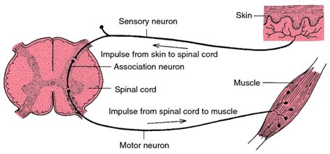 Corneal reflex | definition of corneal reflex by Medical dictionary