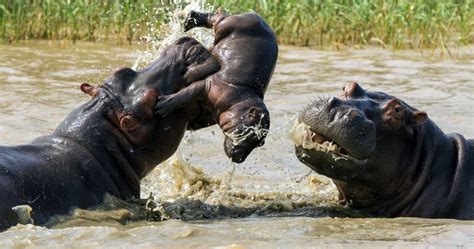 Hippo Facts, Information, Pictures & Vidoe's learn more about Hippos