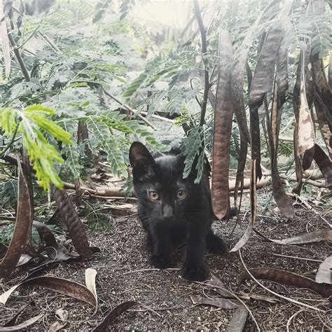 A Black Panther in it's natural habitat : r/cats