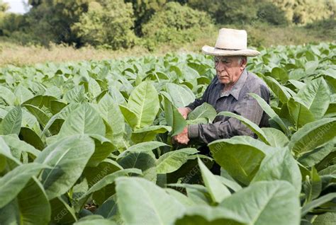 Tobacco farming - Stock Image - C002/2965 - Science Photo Library