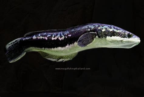 Giant Snakehead (Channa micropeltes) | MegaFishingThailand