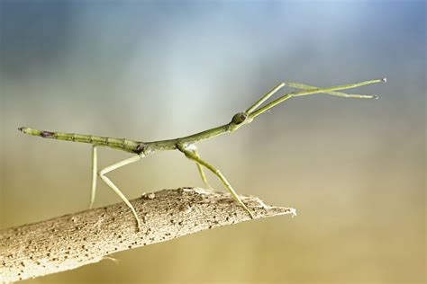 10 Fascinating Facts About Stick Insects