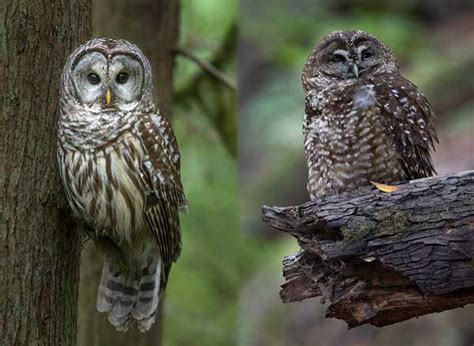 Spotted Owl Vs Barred Owl: Identification, Differences, Similarities