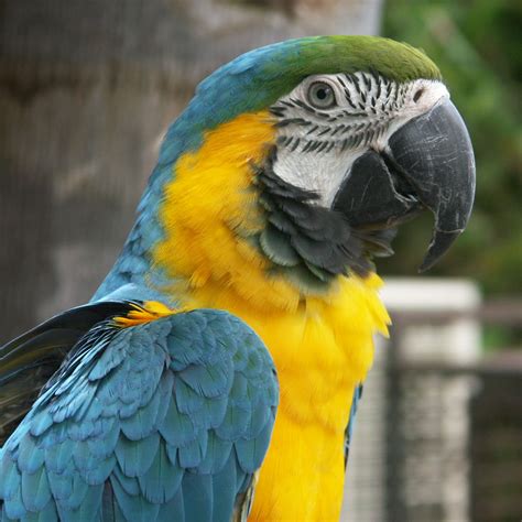 Parrot | Animal Wildlife