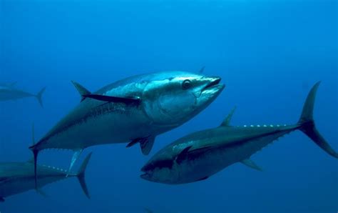 a large group of fish swimming in the blue water with one being caught ...