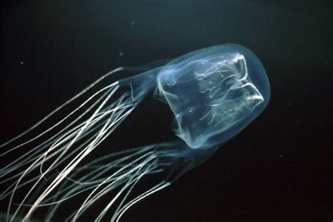 Box Jellyfish Sting Facts | Deadliest Sting