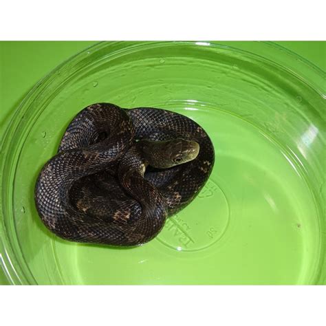 Black Rat Snake – babies – Strictly Reptiles Inc.