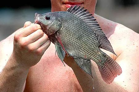 Oreochromis niloticus niloticus (Nile Tilapia) — Seriously Fish