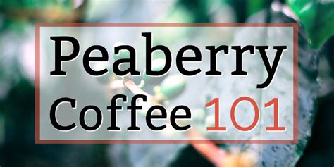 Peaberry Coffee Beans: Flavor Profile, Top Picks & More! (2022 Update)