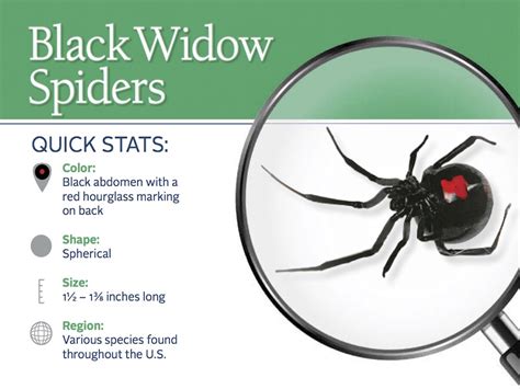 Black Widow Spiders Habitat