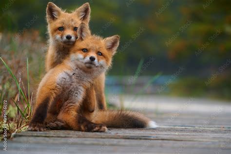 Wild baby red foxes cuddling at the beach, June 2020, Nova Scotia ...