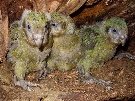 Kakapo – Facts, Size, Lifespan, Diet, Pictures