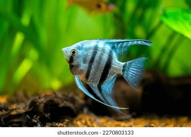 Fish Photos, Images & Pictures | Shutterstock