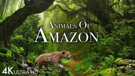 Amazon Rainforest Animals Jaguar