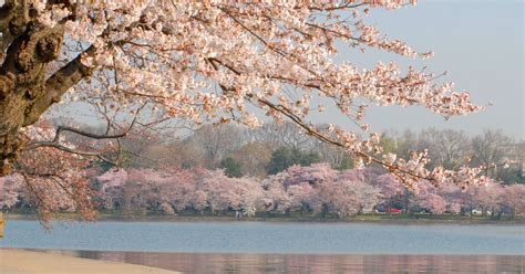 History Of Cherry Blossom Trees In Washington DC