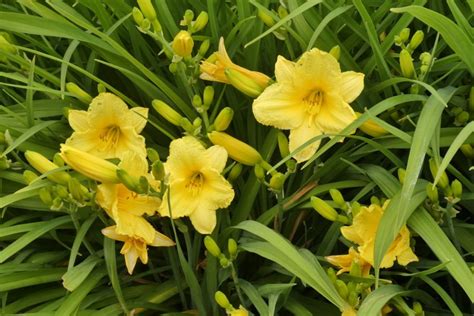 When Do Daylilies Bloom? Factors, Tips, & Tricks | House Grail