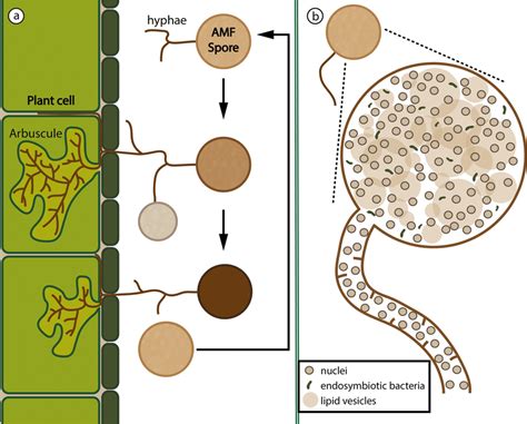 Glomeromycota Life Cycle