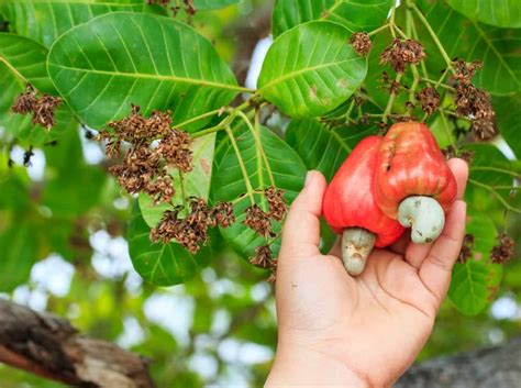 How Cashew Nuts Go From Farm to Table - Beyond