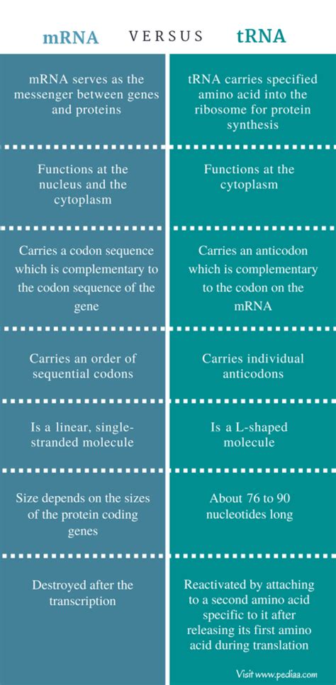 Difference Between mRNA and tRNA | Structure, Function, Synthesis, Degradation