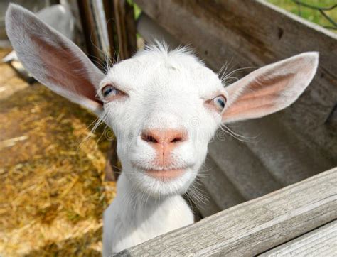 Funny goat stock image. Image of goat, rural, agriculture - 58439137