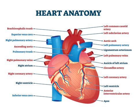 Heart Anatomy Labeling