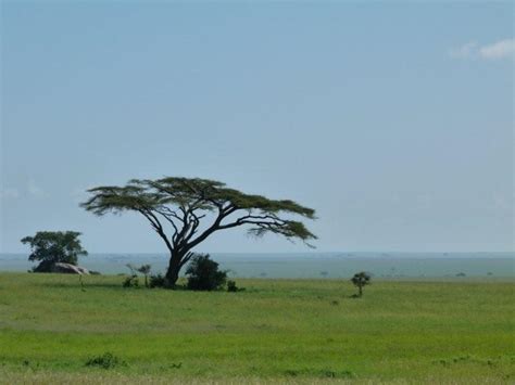 African Grassland Trees