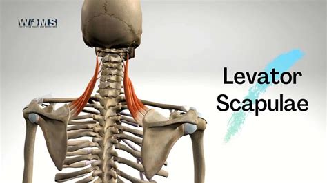 Levator Scapulae Muscle Anatomy Function And Pathology Kenhub Images ...