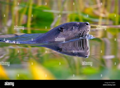 River Otter swimming in lake, closeup Stock Photo - Alamy