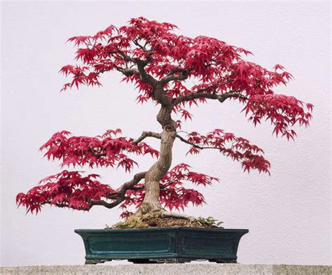 15 Types of Bonsai Trees That Are Perfect for Beginners