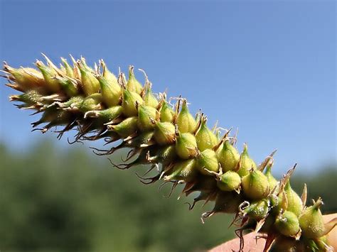 Carex pellita seeds - Phoenix Desert Seeds