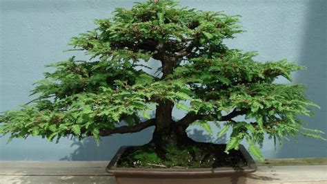 Norway Spruce Bonsai