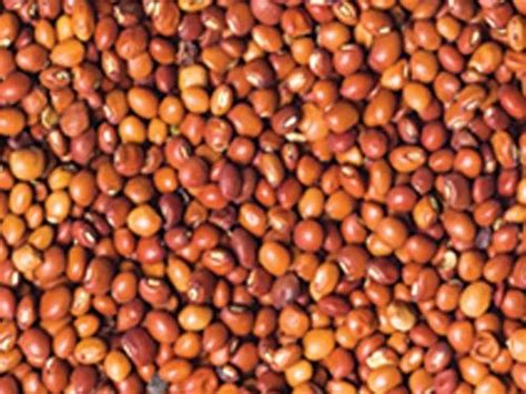 pulses - Toor Dal Wholesaler from Jaora