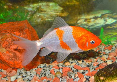 24 Types of Goldfish Breeds: Identification Guide (With Info & Pictures) | Hepper