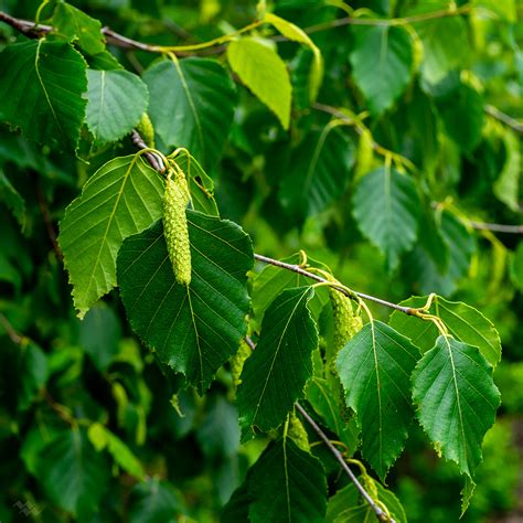 Betula papyrifera – Native Gardens of Blue Hill