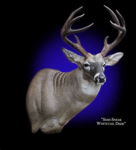 Whitetail Deer Mount, Whitetail Deer Taxidermy