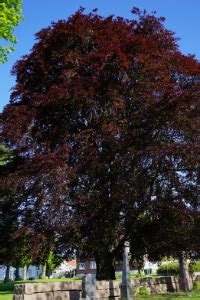 Rhode Island State Tree – Red Maple