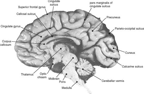 Surface Anatomy Of The Brain