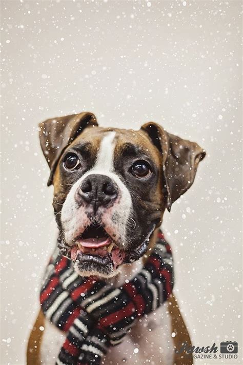 Snow Wallpaper Christmas Dog - Pets Lovers