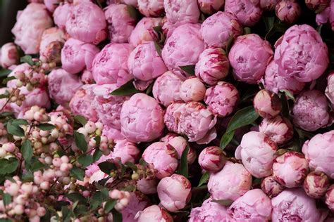 🔥 [40+] Pink Peonies Wallpapers | WallpaperSafari