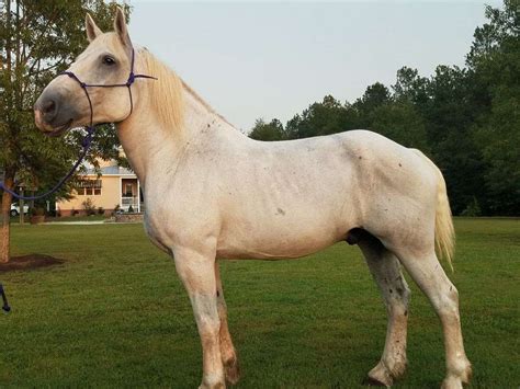 Percheron Horse Breed Full Information, History, Size & lifespan