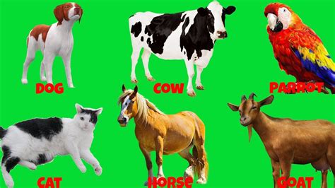 Pictures Of Farm Animals With Sounds