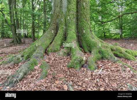 old beech tree in german Forest Stock Photo - Alamy