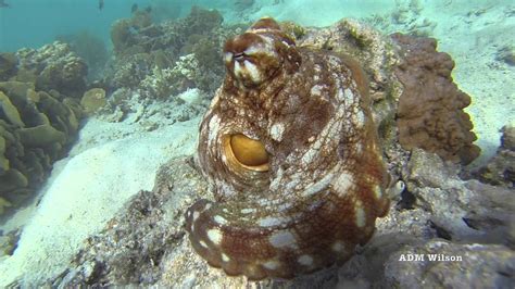 Octopus camouflage - Great Barrier Reef - YouTube