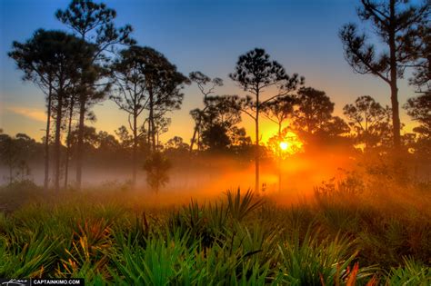 Sunrise Over Foggy Morning in Florida Pine Woods