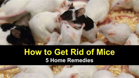 How to Get Rid of Mice - 5 Home Remedies