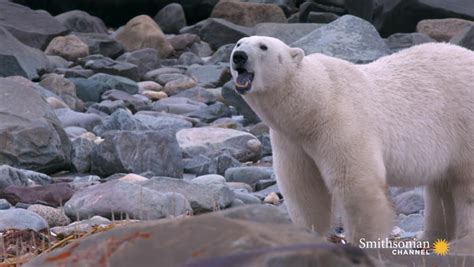 A Polar Bear's Diet Consists of Anything Edible Smithsonian Magazine